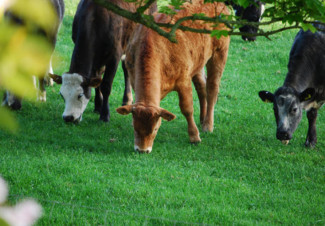 Hawai‘i Dairy Farms Permits Approved